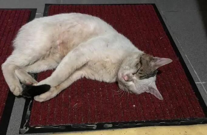 男子说自己不爱猫,却花了一年的时间喂养流浪猫,结局好暖!