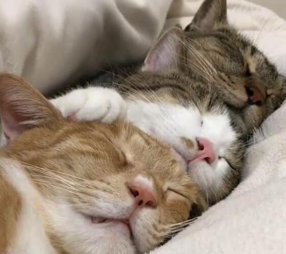 吸完猫薄荷猫咪消失无踪，当主人发现的时候，猫咪们全部沉沦温床