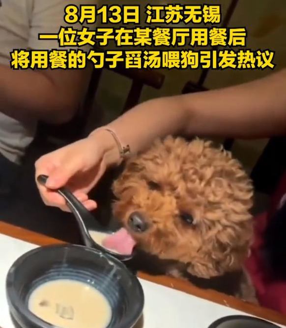 女子餐厅吃饭用餐具喂狗，被曝光后出面道歉，餐厅：太宠狗了