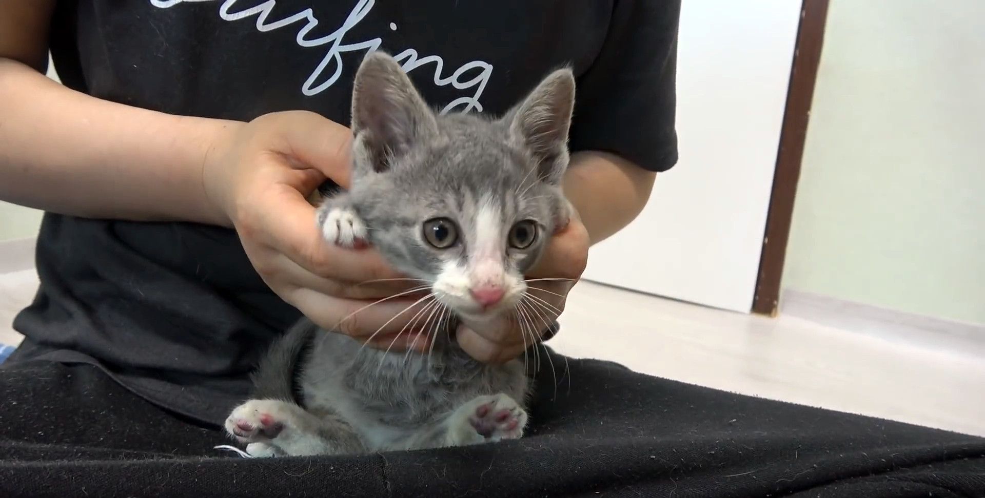 流浪小猫为口吃的,用身体努力撞门,猫：求求您,把门打开吧