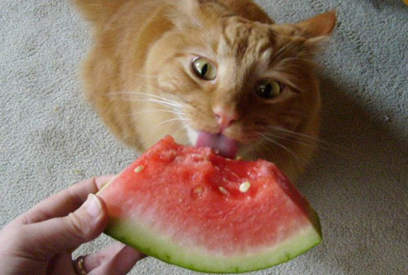 馋嘴猫咪偷吃火龙果变“花猫”?网友直呼,连腮红都省了…… 馋嘴猫咪偷吃火龙果变“花猫”?网友直呼,连腮红都省了……
