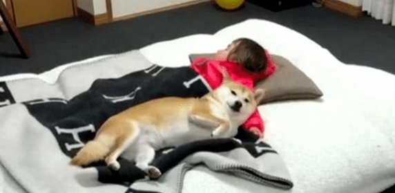女主让柴犬喊女儿起床,半小时后还没下来,上前一看偷偷拿起棍子 女主让柴犬喊女儿起床,半小时后还没下来,上前一看偷偷拿起棍子