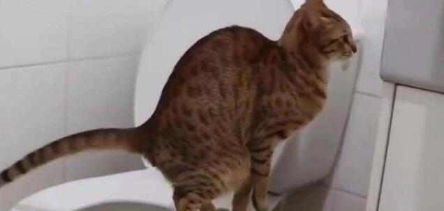 主人下班发现家里变成“水帘洞”，猫猫一脸委屈：你回来太晚了！
