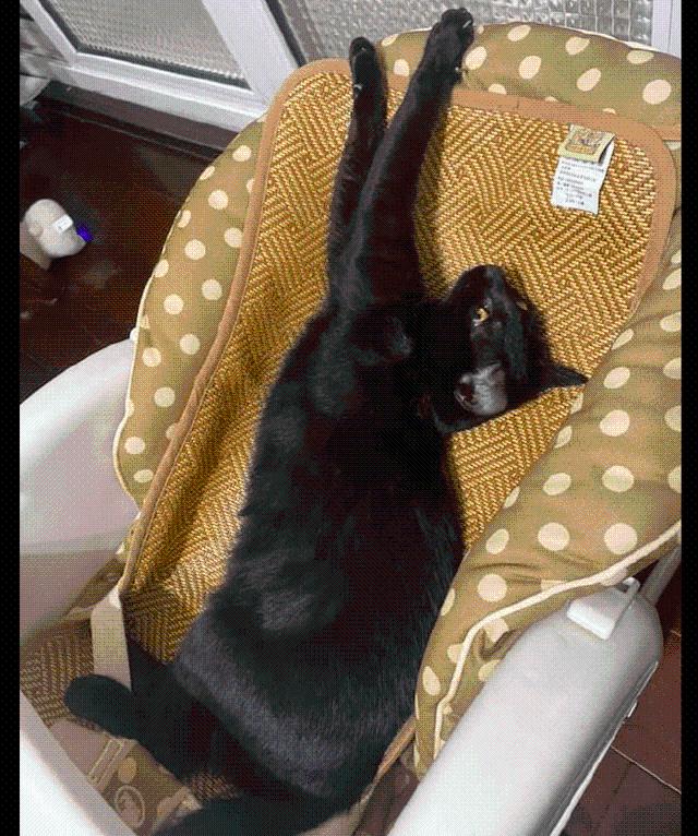 网友刚买的婴儿床,却被家里的猫咪霸占了,猫:我试试舒不舒服! 网友刚买的婴儿床,却被家里的猫咪霸占了,猫:我试试舒不舒服!