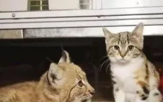 流浪猫误入动物园,无路可走被本家亲戚收留,互相陪伴11年 流浪猫误入动物园,无路可走被本家亲戚收留,互相陪伴11年