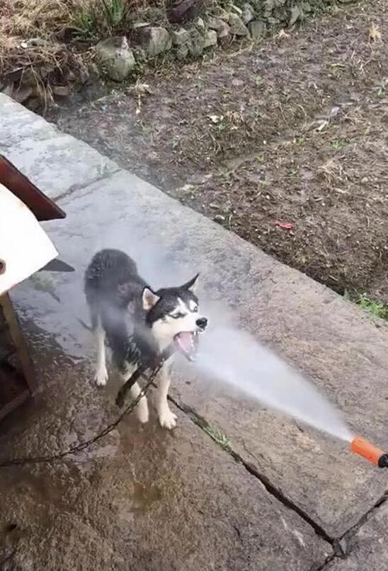 主人正在洗车，二哈做出奇怪的举动，网友表示笑喷：这是纯种二哈