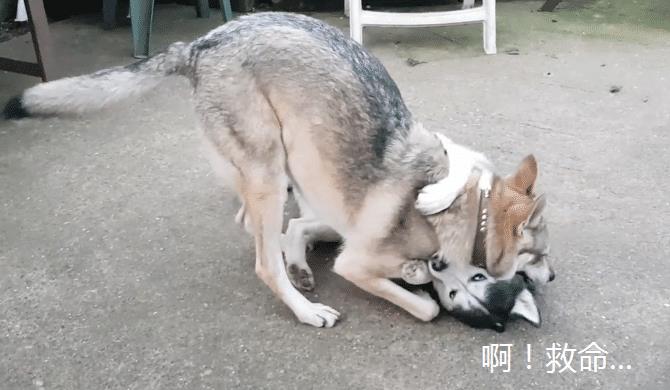 一年前网友养了只二哈,后来又养了“狼”,结果狗子悲剧了