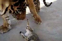 小奶猫闯进老虎窝，老虎举着爪子不知所措：太小了，不好下手 
