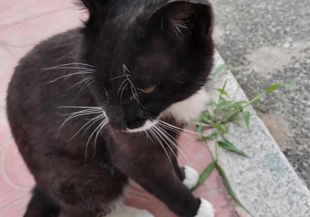撸猫聊治愈--黑猫警长记