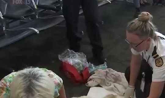 导盲犬在机场突然躺地不走，引来很多路人围观，网友：太壮观了