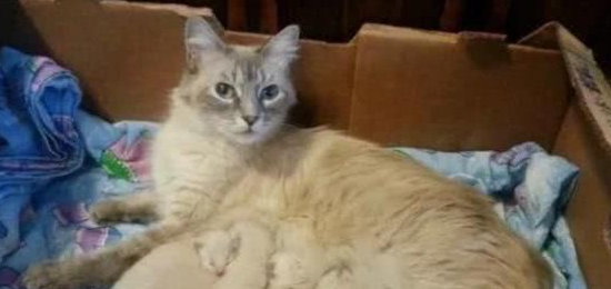 收养了一只怀孕的流浪猫，看到它生的小猫后，女主直呼养不起 