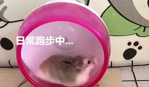 养了只仓鼠之后，主人手机充电再也没花过钱，这波操作令人羡慕