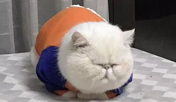 女子说猫咪脸太圆，圆规都画不出，网友不信，晒出照片后全都服了 