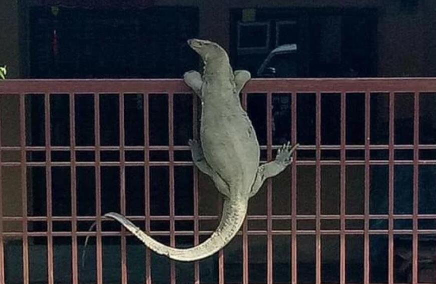 院子里传来一阵狗叫，以为进了小偷，出去一看腿都哆嗦了