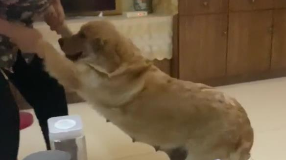 奶奶端着饭出现后,狗狗怕得躲了起来,下个动作让人笑中带泪 奶奶端着饭出现后,狗狗怕得躲了起来,下个动作让人笑中带泪