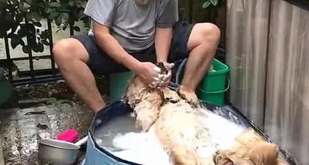 男子买了只金毛,却遭到父亲惨骂,半年回去探亲,开门一看傻眼了 男子买了只金毛,却遭到父亲惨骂,半年回去探亲,开门一看傻眼了