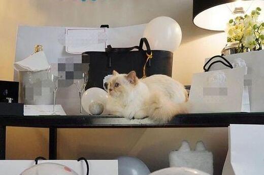 原创人不如猫?老佛爷爱宠在五星级酒店办生日趴,继承其遗产身价上亿 原创人不如猫?老佛爷爱宠在五星级酒店办生日趴,继承其遗产身价上亿