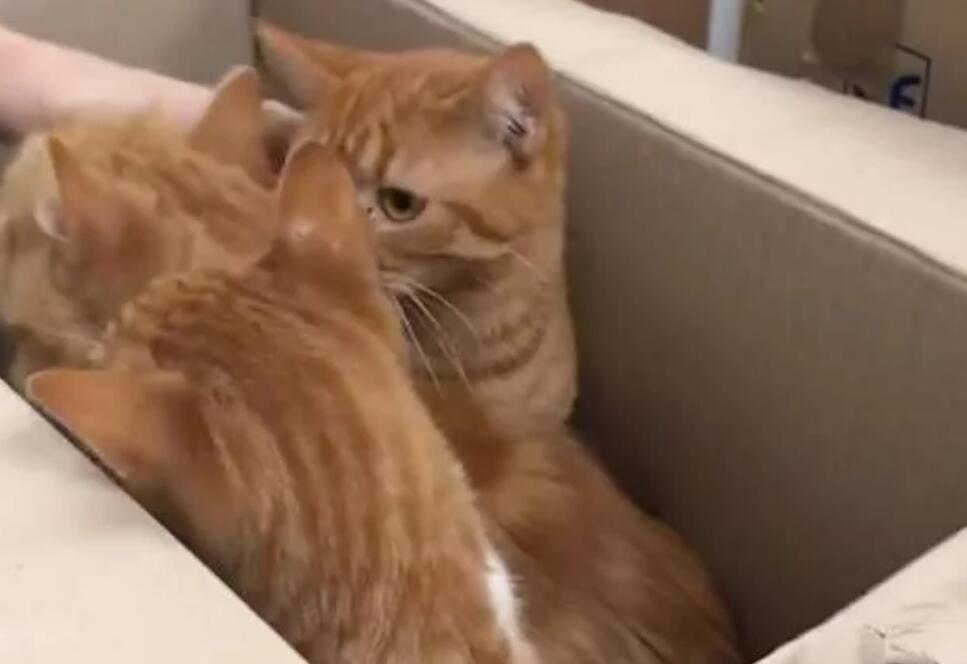 好心人在路边听到微弱猫叫,密封纸箱打开后,里面竟是11只小猫 好心人在路边听到微弱猫叫,密封纸箱打开后,里面竟是11只小猫