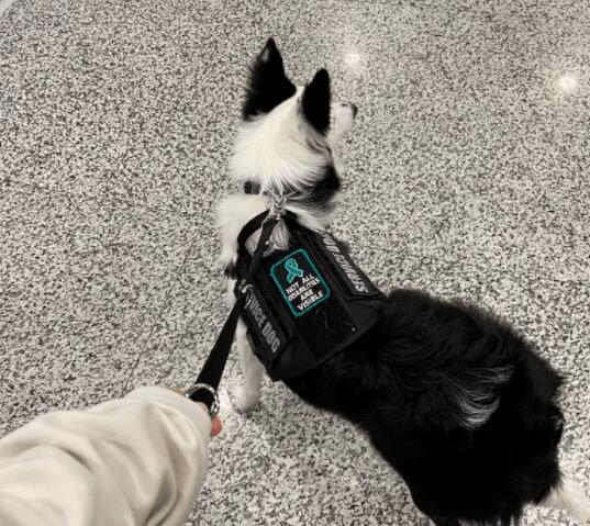 粉丝分享 | 把自家狗变服务犬, 成功从加州回国经验 粉丝分享 | 把自家狗变服务犬, 成功从加州回国经验