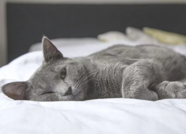 知道吗猫咪一天不刷牙，细菌滋生1000倍猫咪牙齿卫生并非小事