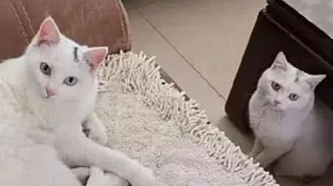 妈妈捡流浪猫回家,铲屎官一看:怎么长得跟自家主子一模一样 妈妈捡流浪猫回家,铲屎官一看:怎么长得跟自家主子一模一样