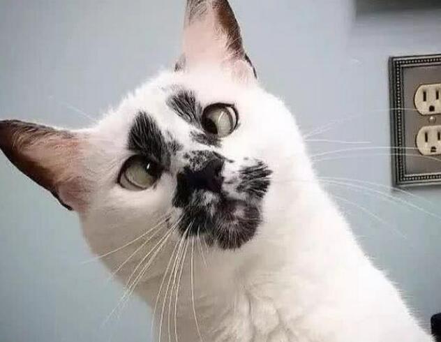 小猫咪一吃酸奶就激动,眼泪哗哗的流,原谅我不厚道地笑了! 小猫咪一吃酸奶就激动,眼泪哗哗的流,原谅我不厚道地笑了!