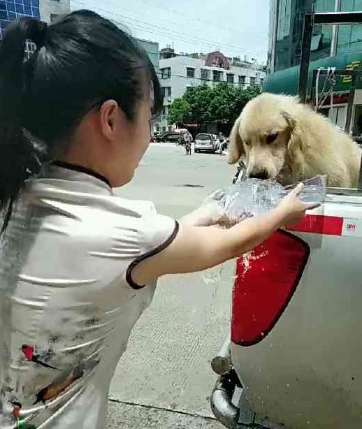 金毛差点被暴晒死亡，路人拿水喂它，金毛：好心人谢谢你