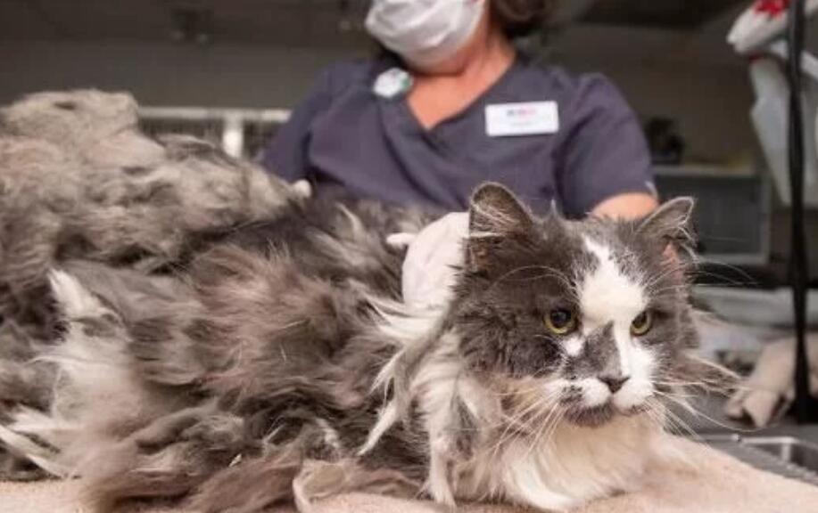 主人去世后，它变成“怪物猫”，剃毛一小时出现本来面目，美哭