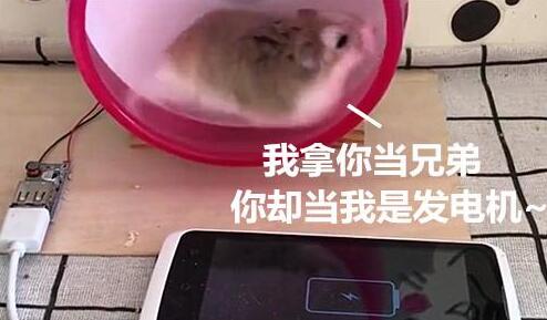 养了只仓鼠之后，主人手机充电再也没花过钱，这波操作令人羡慕