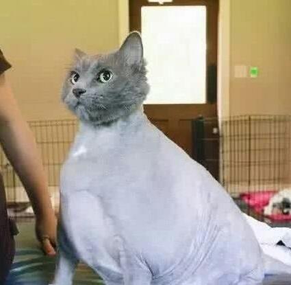 小姐姐养的猫咪越来越胖，剃完毛后怎么跟想象中的不一样啊