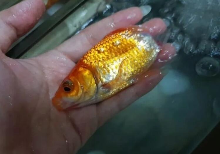 这半条鱼她养了六个月发现鱼身复原了 这半条鱼她养了六个月发现鱼身复原了