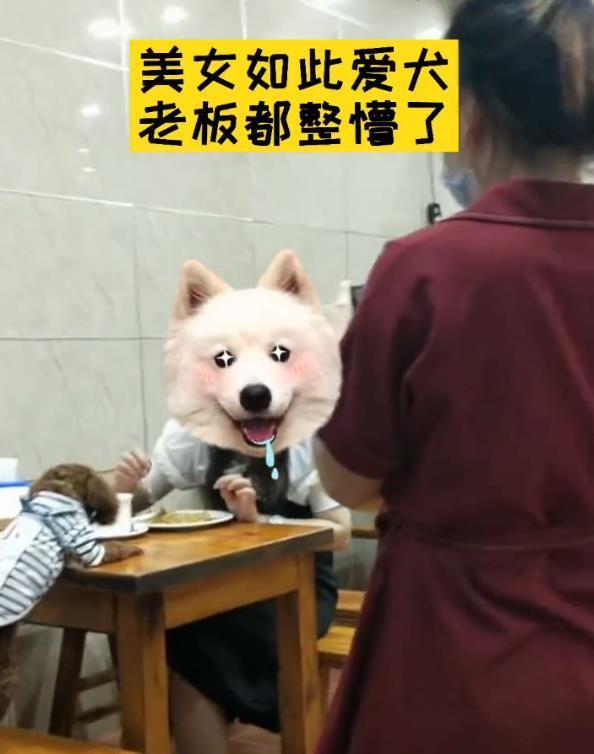 狗狗上餐桌与人同吃,饭店老板懵了,网友:再也不去了 狗狗上餐桌与人同吃,饭店老板懵了,网友:再也不去了