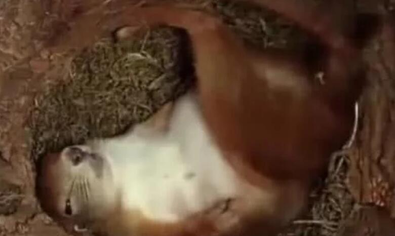 专家在松鼠洞里装监控,结果看到了这个画面,网友:侵犯隐私权! 专家在松鼠洞里装监控,结果看到了这个画面,网友:侵犯隐私权!