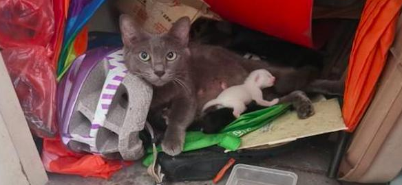 猫妈妈在杂物间生产，女子果断收养了它们一家：是猫咪选择了我！ 