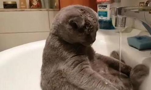 养了只猫咪有洁癖,主人很无奈:我都没有你这么勤快 养了只猫咪有洁癖,主人很无奈:我都没有你这么勤快