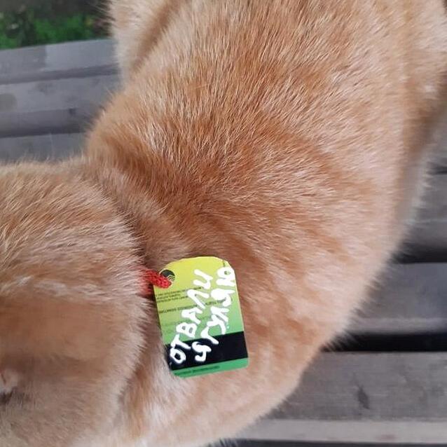 橘猫连续几周造访公交站，好心人以为它走丢了，后来才知道搞错了公交站，好心人以为它走丢了，后来才知道搞错了