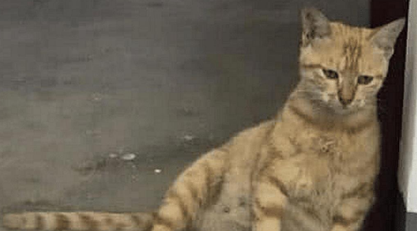 橘猫大着肚子,以为它是太胖,送回乡下后老妈发来照片:连妈也骗 橘猫大着肚子,以为它是太胖,送回乡下后老妈发来照片:连妈也骗