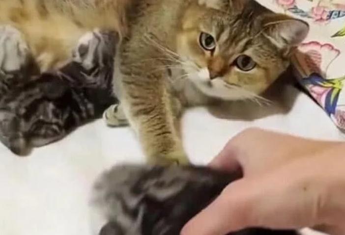 猫妈妈将猫宝推给主人,明白的用意后,主人不厚道笑了 猫妈妈将猫宝推给主人,明白的用意后,主人不厚道笑了