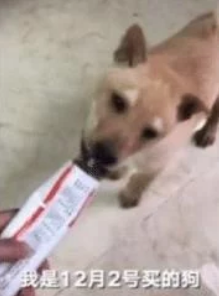 女子花千元网购柴犬，到货后柴犬却变土狗，卖家反正都会有感情