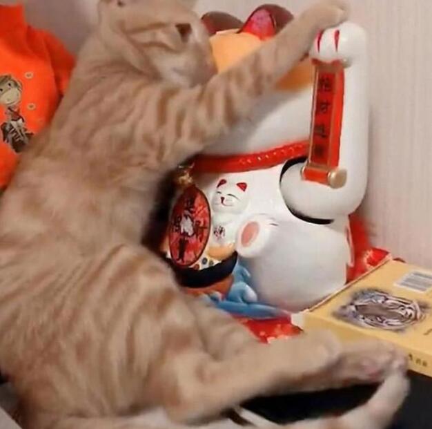 主人买个招财猫回来，猫咪还以为是新伙伴，居然直接上前就抱住！