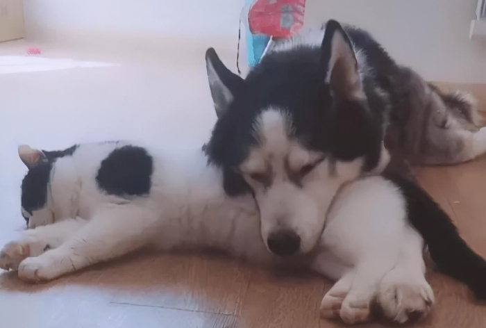 动物最真挚的情感，莫过于生死相许，当狗哥走后，猫弟也随之而去
