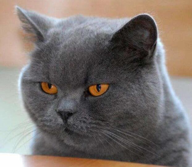 主人想用小老虎吓唬猫咪，猫咪却把小老虎紧紧抱住，爱不释手