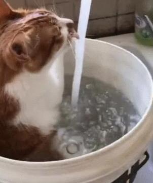 主人用大塑料桶给猫咪洗澡，猫：泡着澡喝着水，真是喵生一大快事