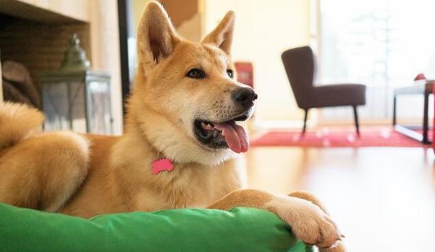 主人下班回家，柴犬笑眯眯地门口迎接，走进门主人却不那么高兴了