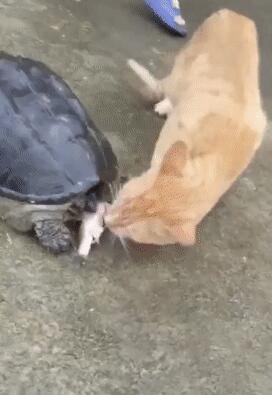 乌龟吃鱼，橘猫硬生生把鱼抢走，猫：把鱼交出来……