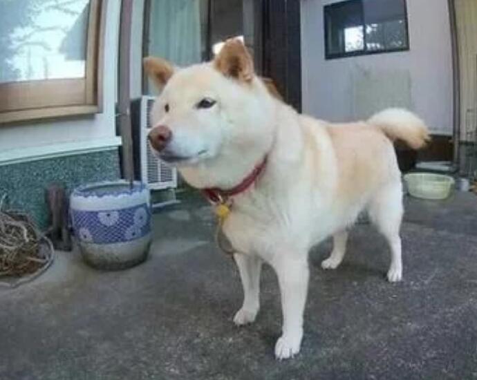 柴犬被毒蛇咬后却爆红网络,工整的四边形狗狗?狗:我开始方了? 柴犬被毒蛇咬后却爆红网络,工整的四边形狗狗?狗:我开始方了?