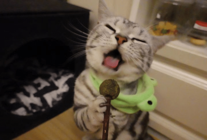猫咪会做哪些不可思议的事?网友:用手机拉了个群聊