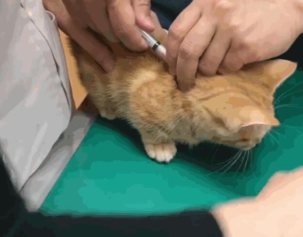 小猫特别怕打针，助手灵光一闪，医生笑喷：刮骨疗伤？