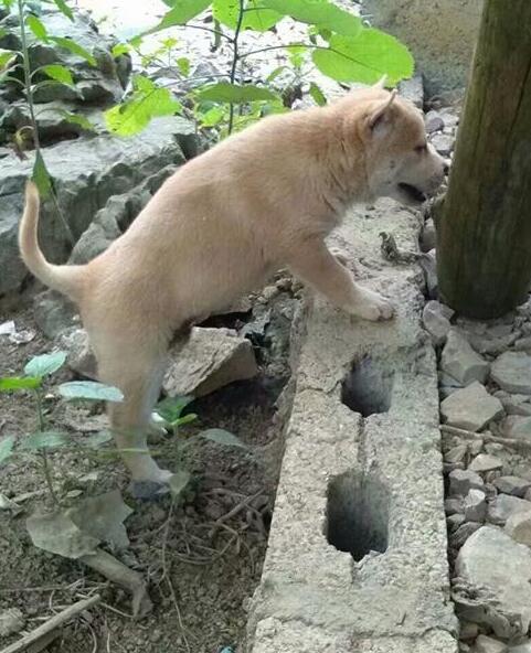 乡村精品小猎犬，颜值神似中国狼，好土狗难碰见