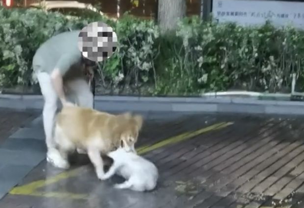 男子遛狗不拴绳,不料爱宠失控当街咬死流浪狗,狗主人:无能为力 男子遛狗不拴绳,不料爱宠失控当街咬死流浪狗,狗主人:无能为力